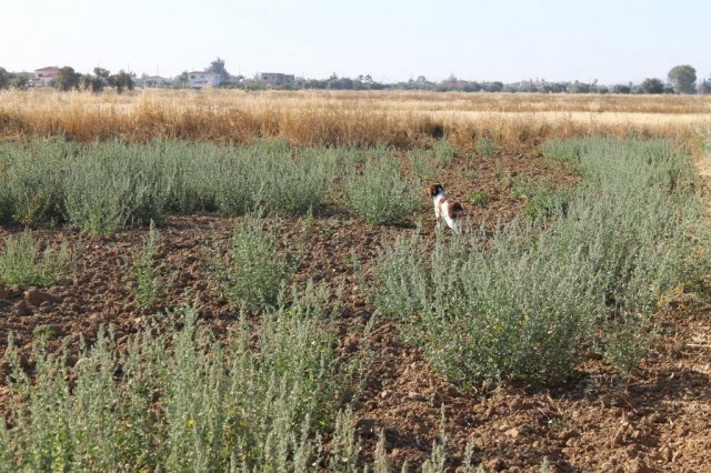 Αγωνες Α.Κ.Ι 11/6/2017